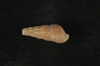 藏品(網蜷)的圖片